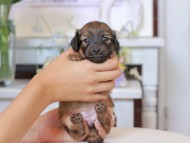 Kaninchen_Dachshund1785