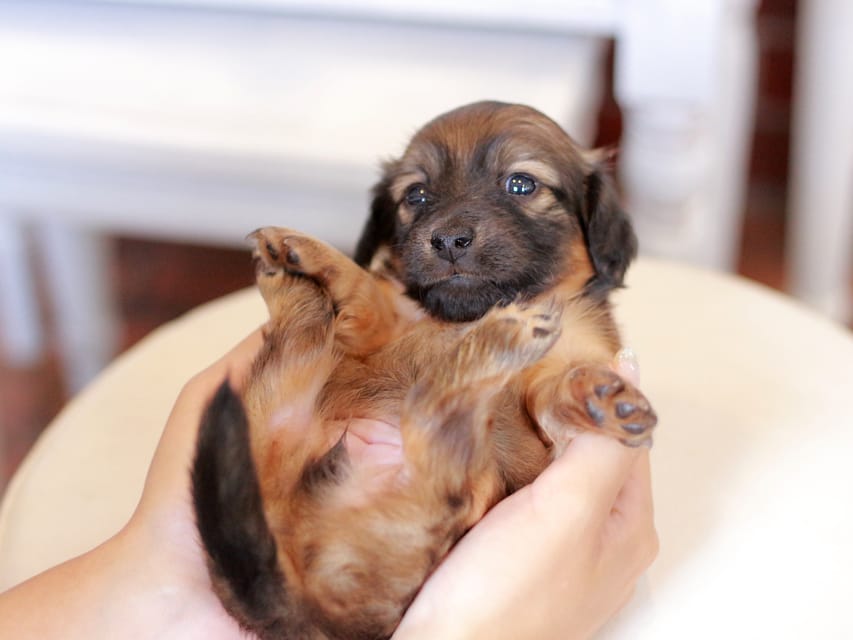 カニンヘン ダックスフンド U2&スカッシュの子犬 レッド 女の子