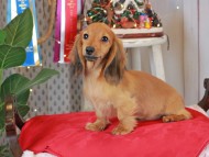 Kaninchen_Dachshund1805