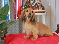 Kaninchen_Dachshund1807