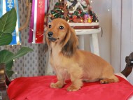 Kaninchen_Dachshund1814