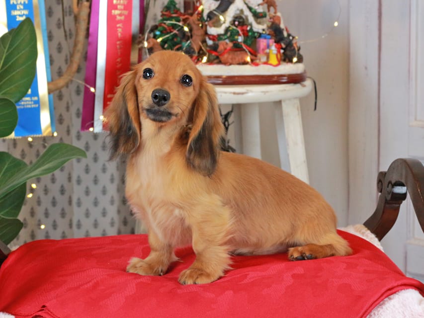 カニンヘンダックスフンド こなゆき&ジルベールの子犬 レッド 男の子（2）