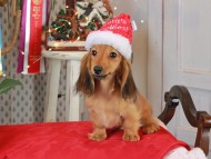 Kaninchen_Dachshund1822