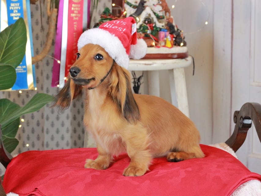 カニンヘンダックスフンド こなゆき&ジルベールの子犬 レッド 男の子（2）