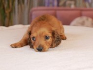 ブーケ & パッションの子犬 レッド 男の子 カニンヘン ダックスフンド