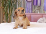 Kaninchen_Dachshund1831