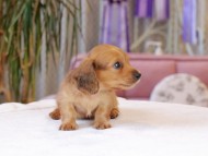Kaninchen_Dachshund1832