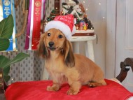 Kaninchen_Dachshund1833