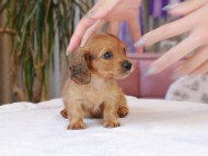 Kaninchen_Dachshund1833