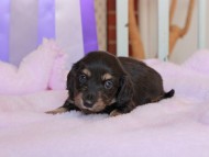 Kaninchen_Dachshund184 Kaninchen_Dachshund184
