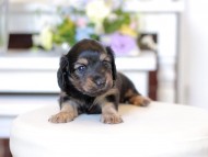 Kaninchen_Dachshund1844