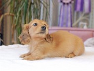 ブーケ & パッションの子犬 レッド 女の子 カニンヘン ダックスフンド