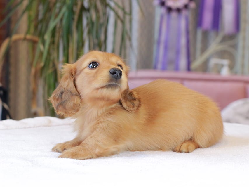 カニンヘン ダックスフンド ブーケ & パッションの子犬 レッド 女の子Kaninchen_Dachshund1844 カニンヘン ダックスフンド ブーケ & パッションの子犬 レッド 女の子