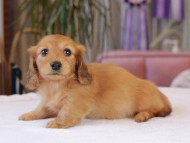 Kaninchen_Dachshund1847