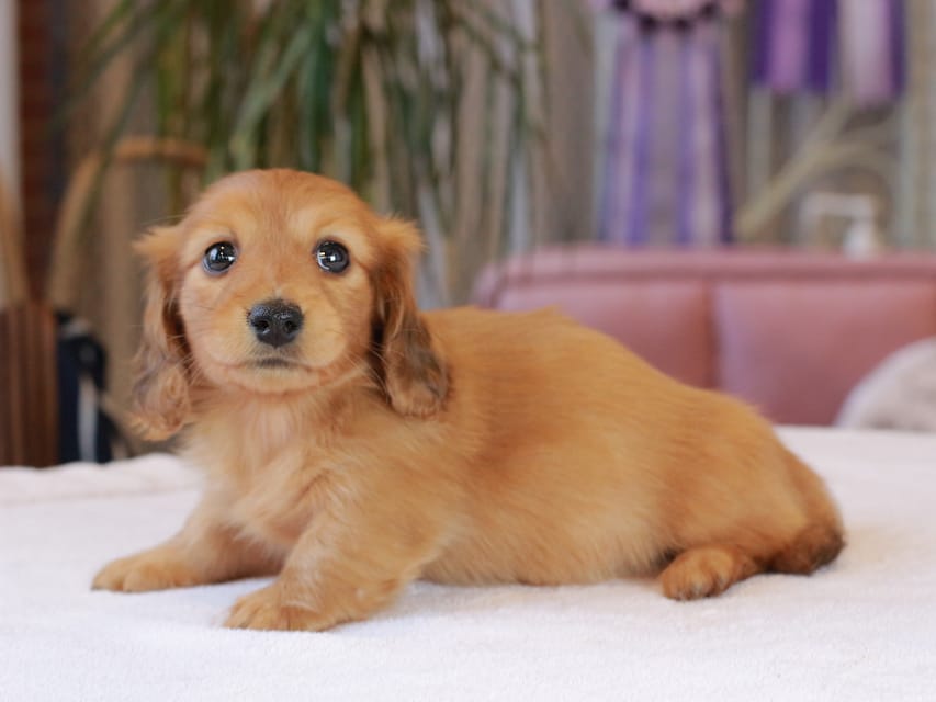 カニンヘン ダックスフンド ブーケ & パッションの子犬 レッド 女の子Kaninchen_Dachshund1847 カニンヘン ダックスフンド ブーケ & パッションの子犬 レッド 女の子