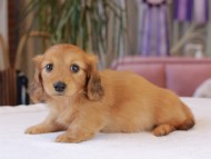 Kaninchen_Dachshund1848 Kaninchen_Dachshund1848