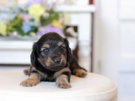 Kaninchen_Dachshund1849