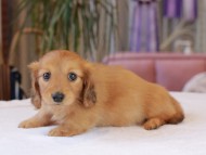 Kaninchen_Dachshund1849