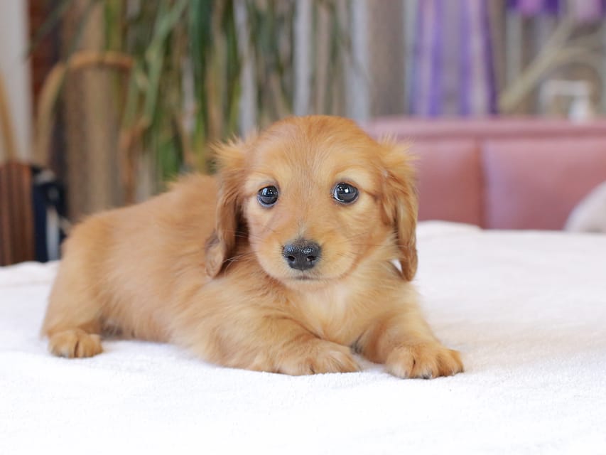 カニンヘン ダックスフンド ブーケ & パッションの子犬 レッド 女の子Kaninchen_Dachshund1853 カニンヘン ダックスフンド ブーケ & パッションの子犬 レッド 女の子