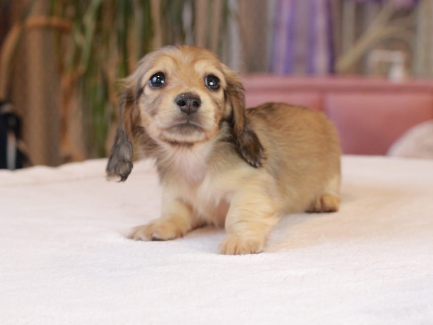 カニンヘン ダックスフンド ブーケ & パッションの子犬 イエロー 女の子 Kaninchen_Dachshund1857 カニンヘン ダックスフンド ブーケ & パッションの子犬 イエロー 女の子
