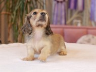 ブーケ & パッションの子犬 イエロー 女の子 カニンヘン ダックスフンド