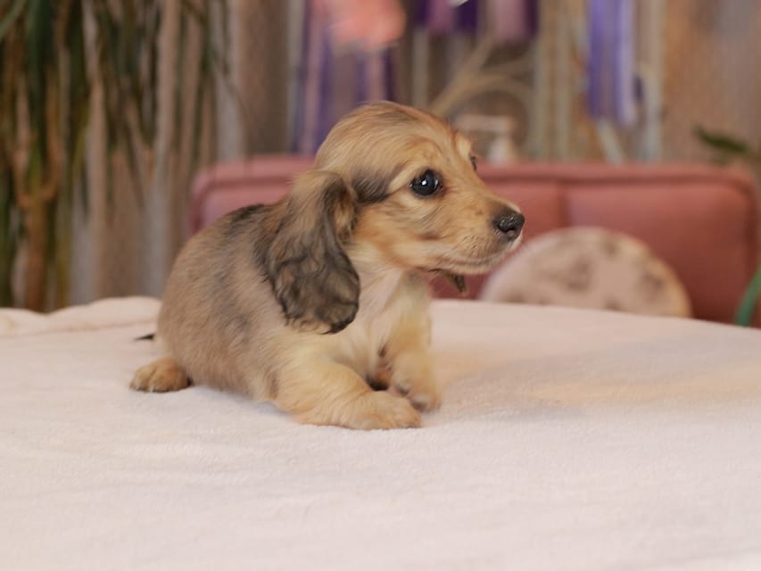 カニンヘン ダックスフンド ブーケ & パッションの子犬 イエロー 女の子 Kaninchen_Dachshund1865 カニンヘン ダックスフンド ブーケ & パッションの子犬 イエロー 女の子