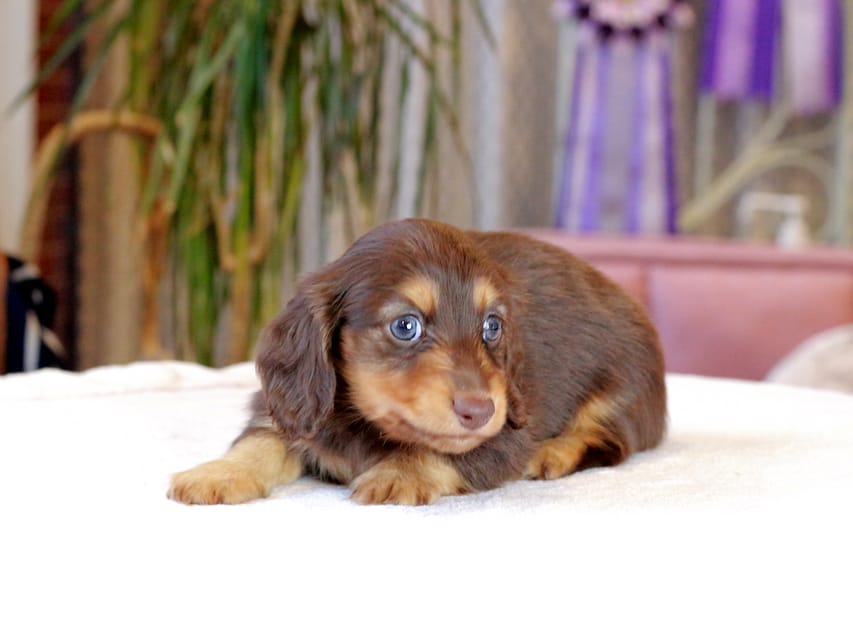 カニンヘン ダックスフンド カヌレ & ブルースの子犬 チョコタン 男の子Kaninchen_Dachshund1867 カニンヘン ダックスフンド カヌレ & ブルースの子犬 チョコタン 男の子