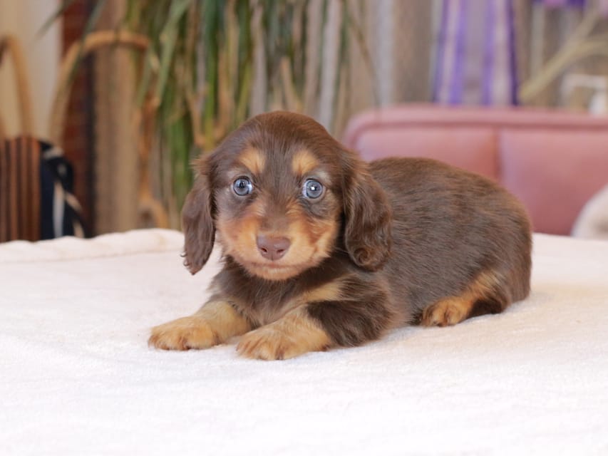 カニンヘン ダックスフンド カヌレ & ブルースの子犬 チョコタン 男の子Kaninchen_Dachshund1877 カニンヘン ダックスフンド カヌレ & ブルースの子犬 チョコタン 男の子
