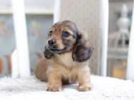 Kaninchen_Dachshund1883