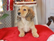 Kaninchen_Dachshund1884