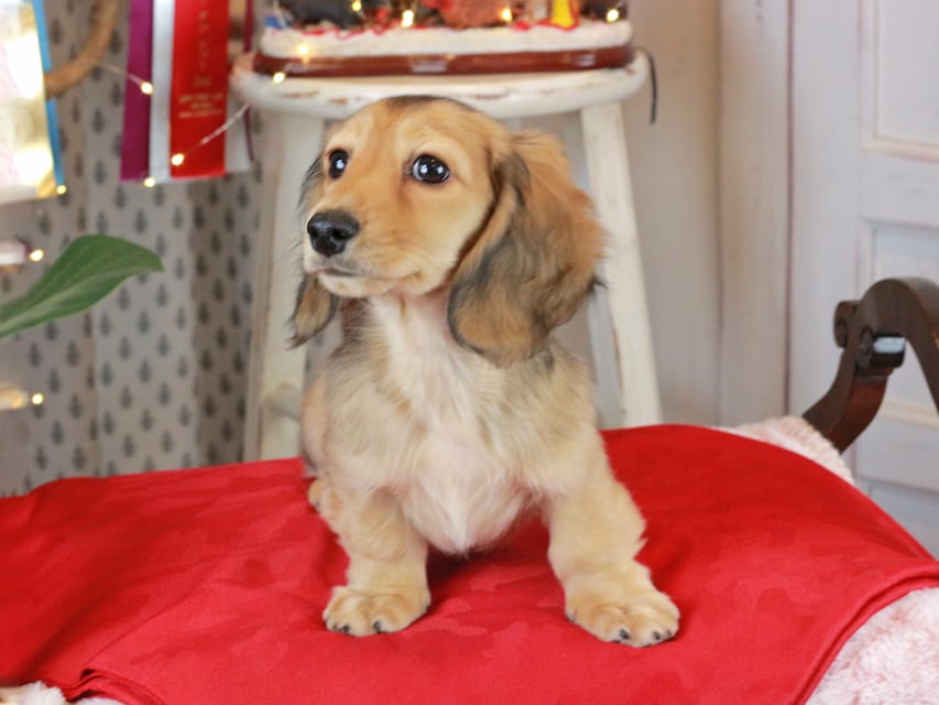 カニンヘンダックスフンド クラウディア&ロックスの子犬 シェーデットイエロー（シェーデットクリーム） 男の子