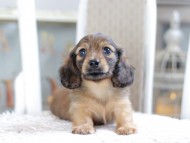 Kaninchen_Dachshund1886