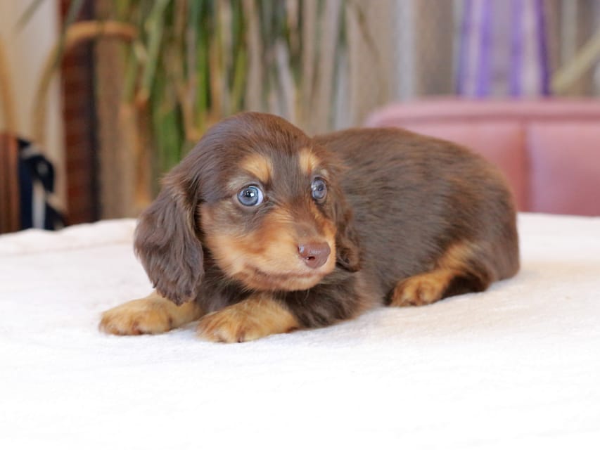 カニンヘン ダックスフンド カヌレ & ブルースの子犬 チョコタン 男の子Kaninchen_Dachshund1886 カニンヘン ダックスフンド カヌレ & ブルースの子犬 チョコタン 男の子