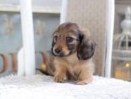 Kaninchen_Dachshund1887