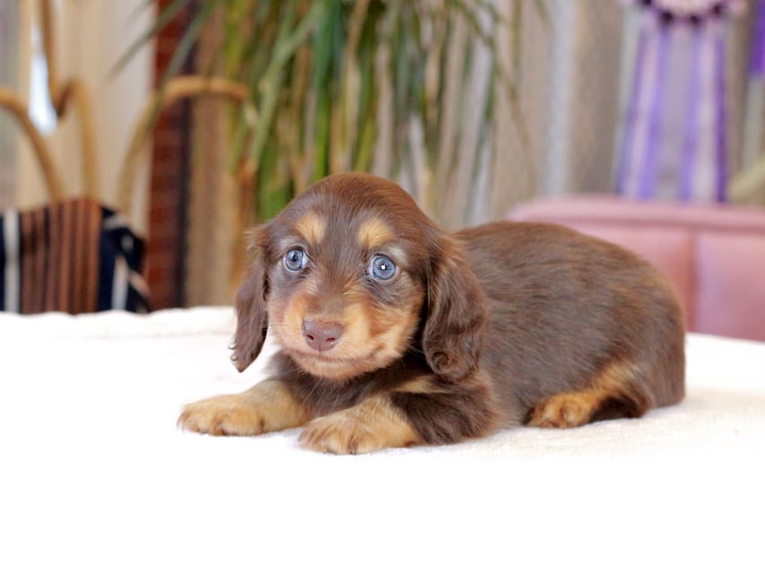 カニンヘン ダックスフンド カヌレ & ブルースの子犬 チョコタン 男の子Kaninchen_Dachshund1889 カニンヘン ダックスフンド カヌレ & ブルースの子犬 チョコタン 男の子