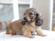 Kaninchen_Dachshund1890