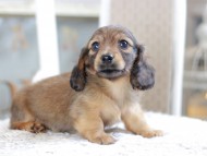 Kaninchen_Dachshund1891