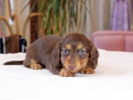 Kaninchen_Dachshund1891 Kaninchen_Dachshund1891