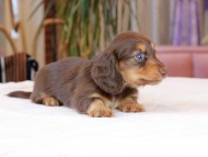 Kaninchen_Dachshund1893 Kaninchen_Dachshund1893