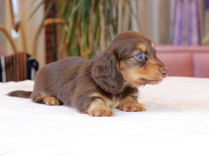 カニンヘン ダックスフンド カヌレ & ブルースの子犬 チョコタン 男の子Kaninchen_Dachshund1893 カニンヘン ダックスフンド カヌレ & ブルースの子犬 チョコタン 男の子