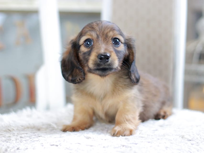 カニンヘン ダックスフンド ノン&パッションの子犬 レッド 男の子（1）