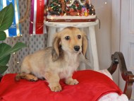 Kaninchen_Dachshund1896