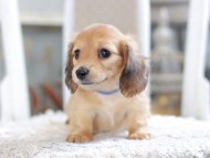 Kaninchen_Dachshund1897