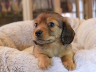 Kaninchen_Dachshund19.02-1