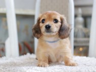 Kaninchen_Dachshund1903