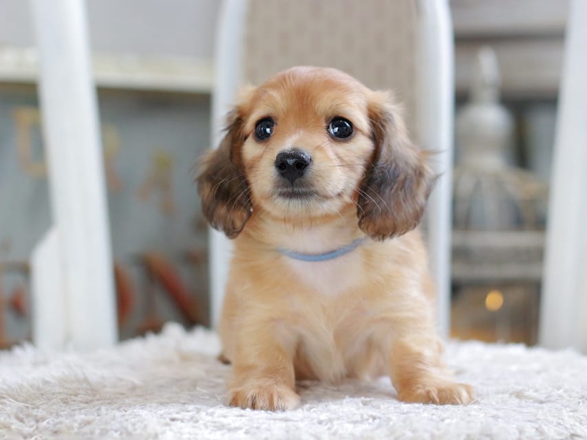 カニンヘン ダックスフンド ノン&パッションの子犬 レッド 男の子（2）