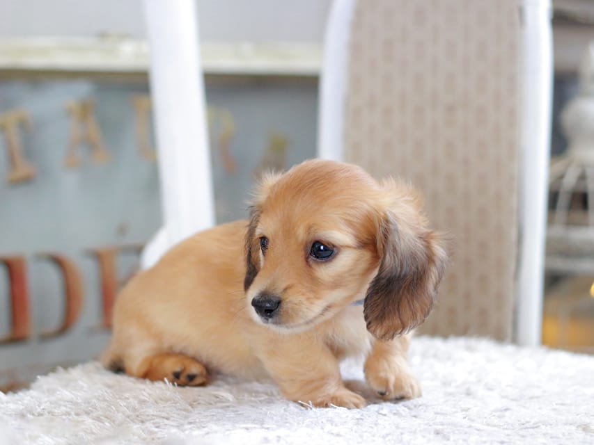 カニンヘン ダックスフンド ノン&パッションの子犬 レッド 男の子（2）