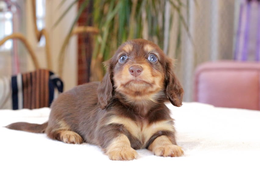 カニンヘン ダックスフンド カヌレ & ブルースの子犬 チョコタン 男の子Kaninchen_Dachshund1904 カニンヘン ダックスフンド カヌレ & ブルースの子犬 チョコタン 男の子