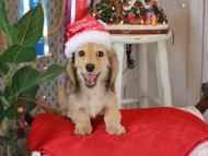 Kaninchen_Dachshund1905 Kaninchen_Dachshund1905