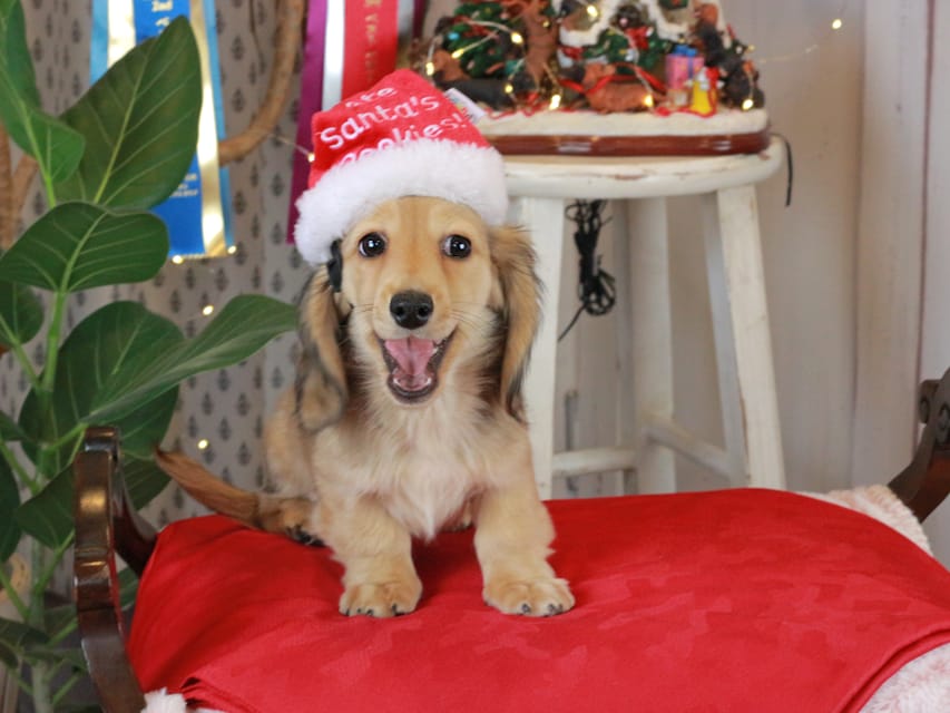 カニンヘンダックスフンド クラウディア&ロックスの子犬 シェーデットイエロー（シェーデットクリーム） 男の子